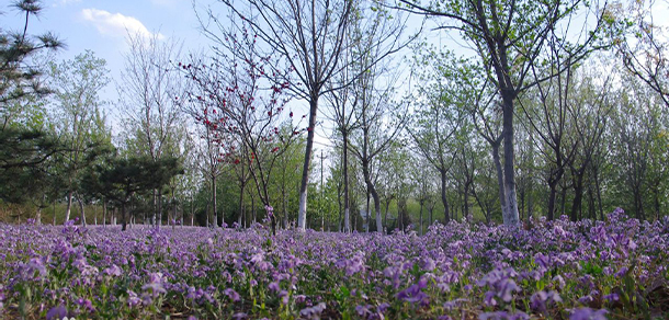 南京航空航天大學(xué) - 最美大學(xué)