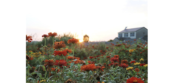 南京財經大學紅山學院 - 最美大學