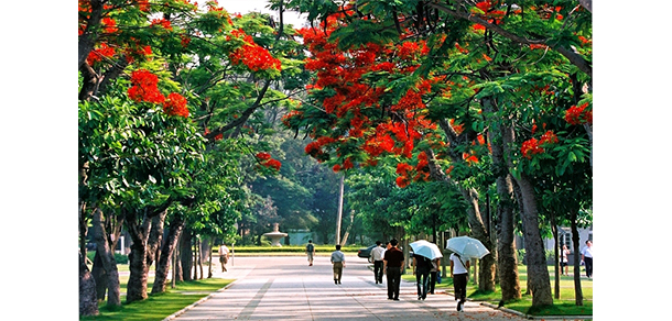 廈門(mén)大學(xué) - 最美大學(xué)