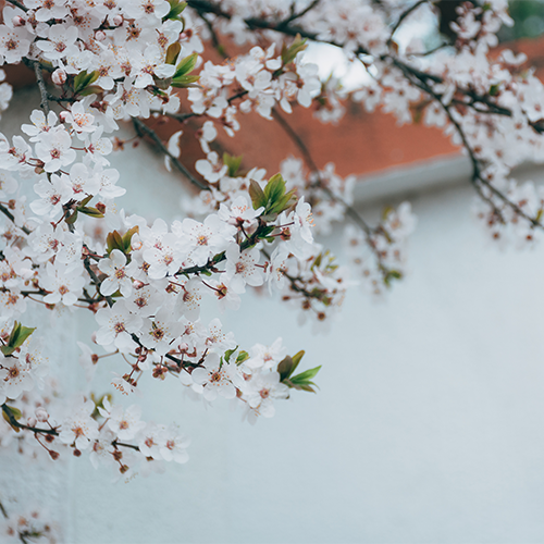 陌上花開