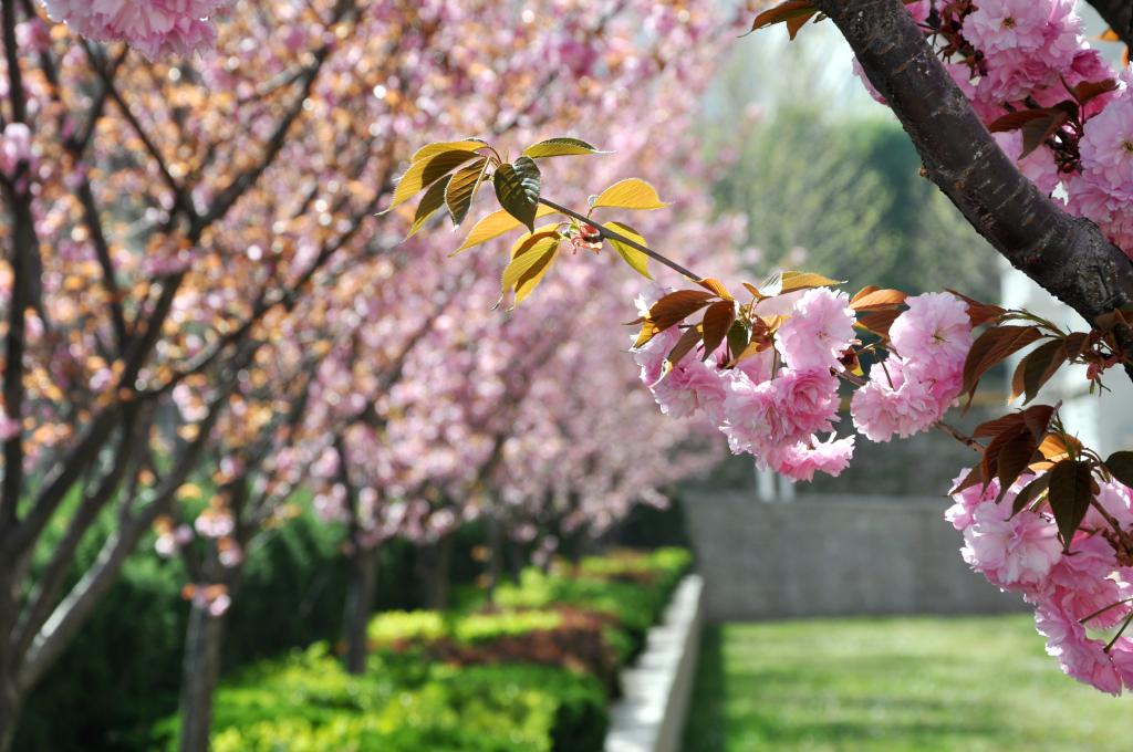 魯東大學(xué)-校園風(fēng)景