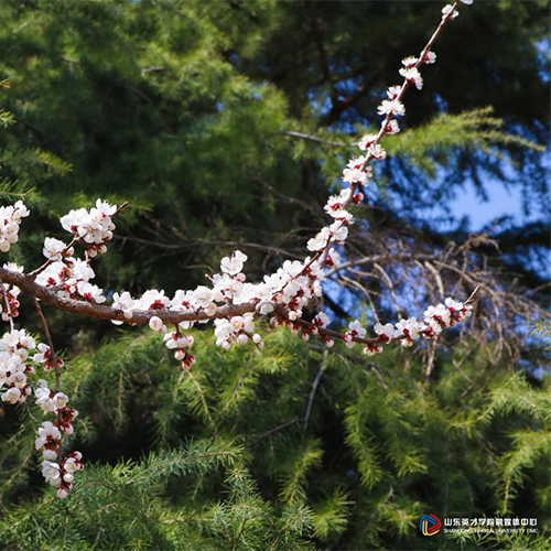 山東英才學(xué)院-最美校園