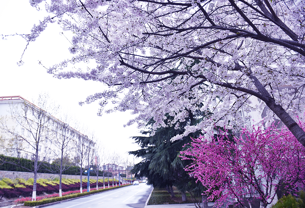 青島黃海學(xué)院-校園風(fēng)景