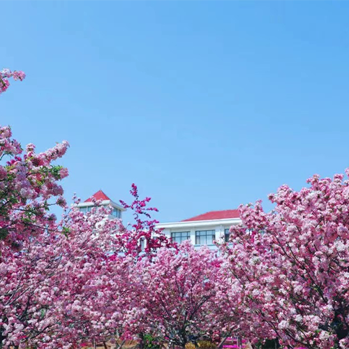 山東外國語職業(yè)技術(shù)大學(xué)-最美校園