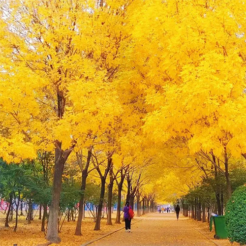 齊魯工業(yè)大學(xué)-最美校園