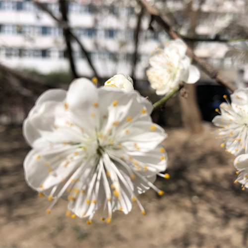 北京體育職業(yè)學(xué)院 - 我們的流金歲月