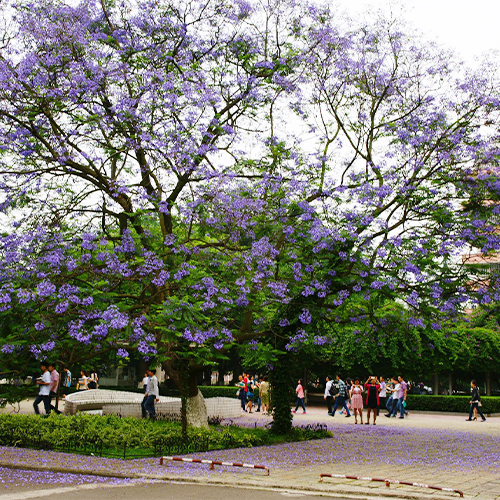 大學簡介