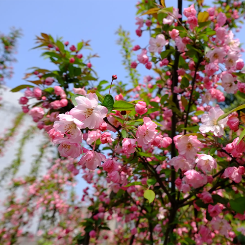 成都東軟學(xué)院-最美校園