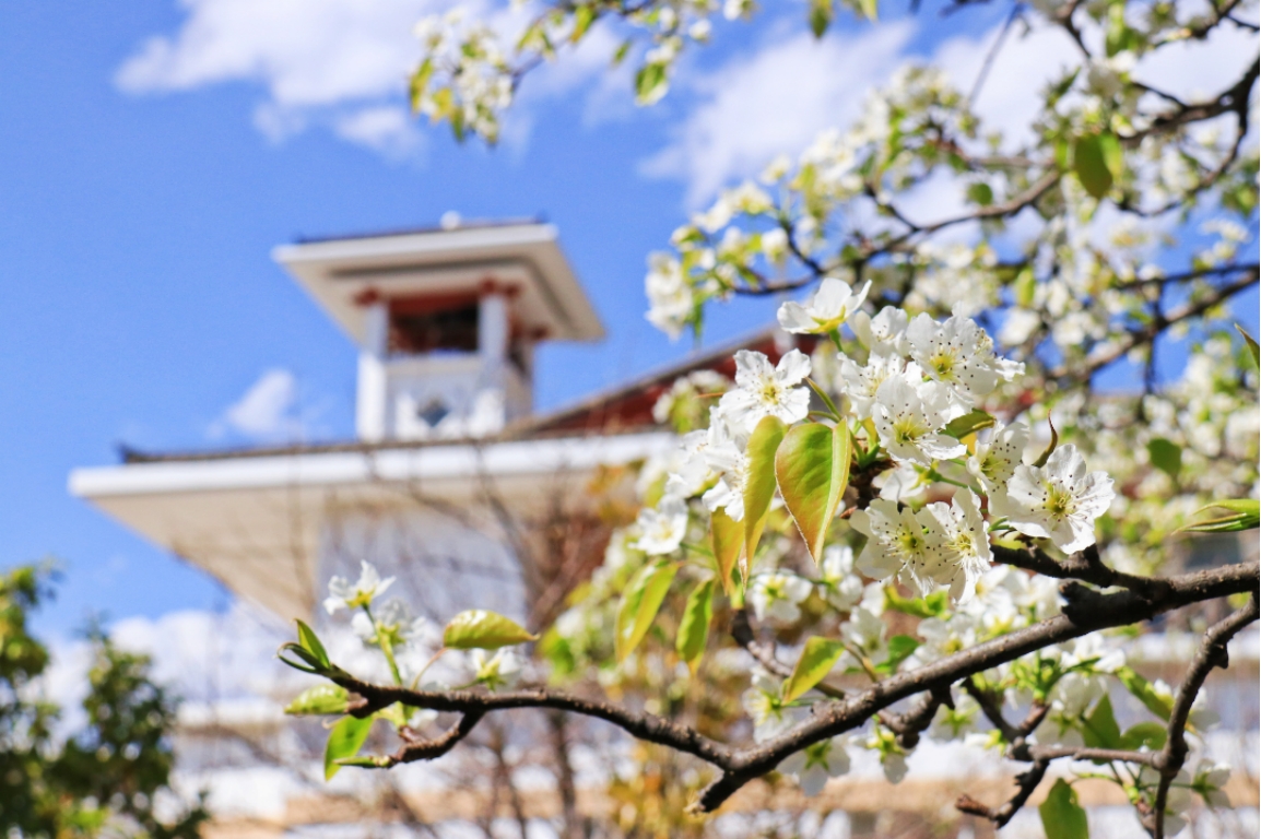 麗江文化旅游學(xué)院（原云南大學(xué)旅游文化學(xué)院）2022年專科招生簡(jiǎn)章