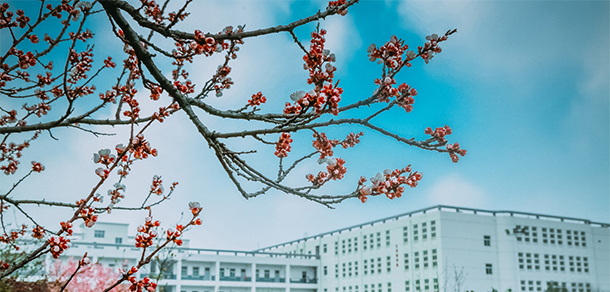 西安海棠職業(yè)學院 - 最美大學